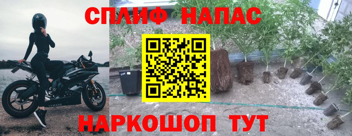 Канабис семена Волхов
